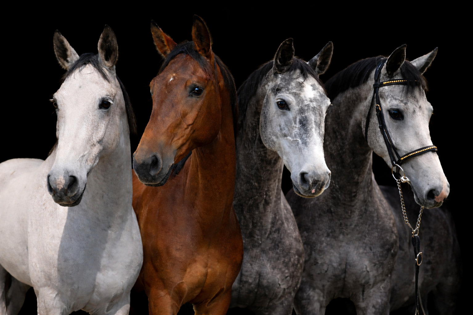 Horses Smith broodmares — the foundation of the breeding programme