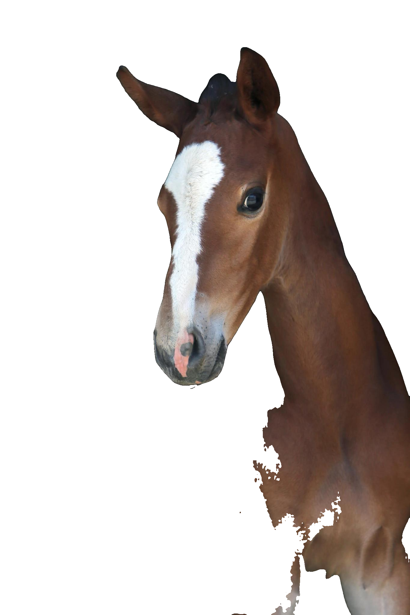 The 2026 Collection — Horses Smith